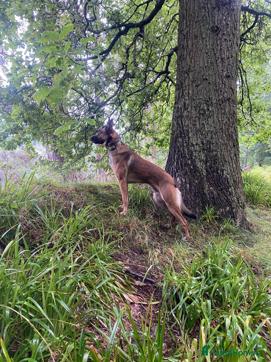 Belgian Shepherd Dog dogs for sale: Belgian Malinois For Sale - Image 13
