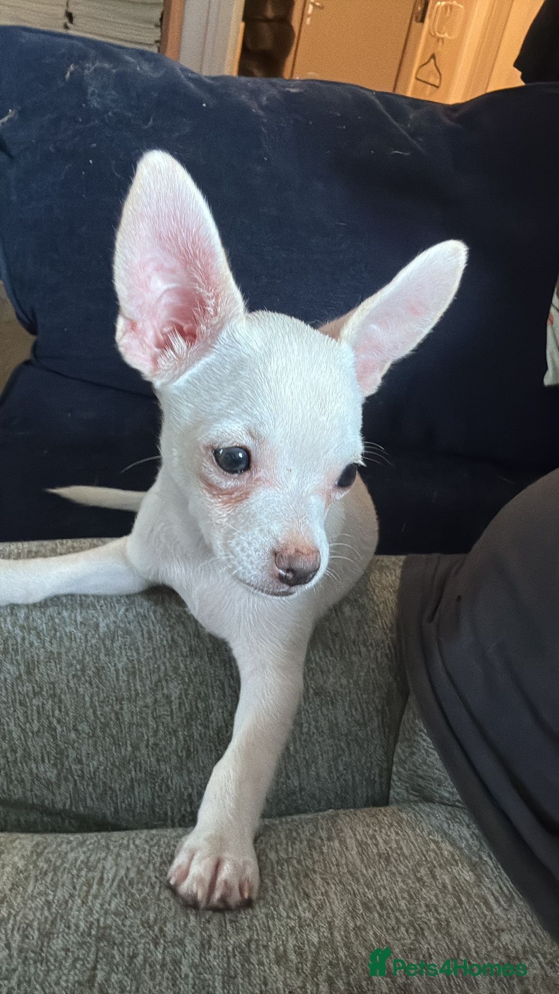 Chihuahua dogs Chico - Advert 16