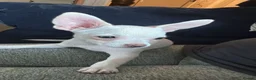 Chihuahua dogs for sale: Chico in Uxbridge - Advert 3