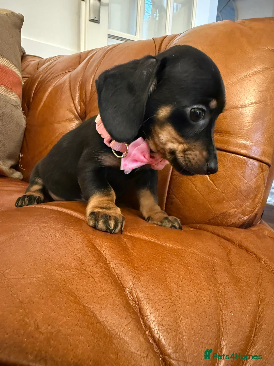 Miniature Dachshund dogs for sale: Stunning Pups 5 ⭐ Star Licensed 5 ⭐ Reviews!  - Advert 28