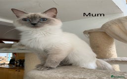 Ragdoll cats for sale: Ragdoll Kitten GCCF, ready now. - Image 23