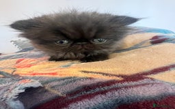 Persian cats for sale: Stunning Black Smoke GCCF Active ** Persians - Image 9