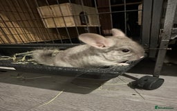 Chinchilla rodents for sale: Beige Male Chinchilla – From Beautiful Parents - Image 5