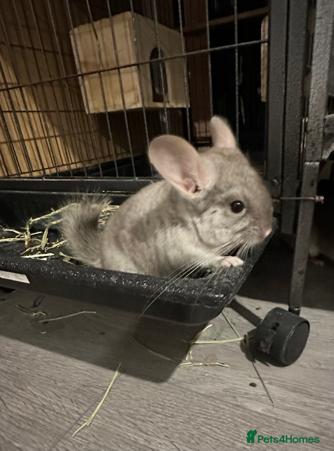 Chinchilla rodents for sale: Beige Male Chinchilla – From Beautiful Parents - Image 5