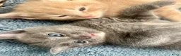 Ragdoll cats for sale: Beautiful grey ragdoll x friendly little girl - Advert 14