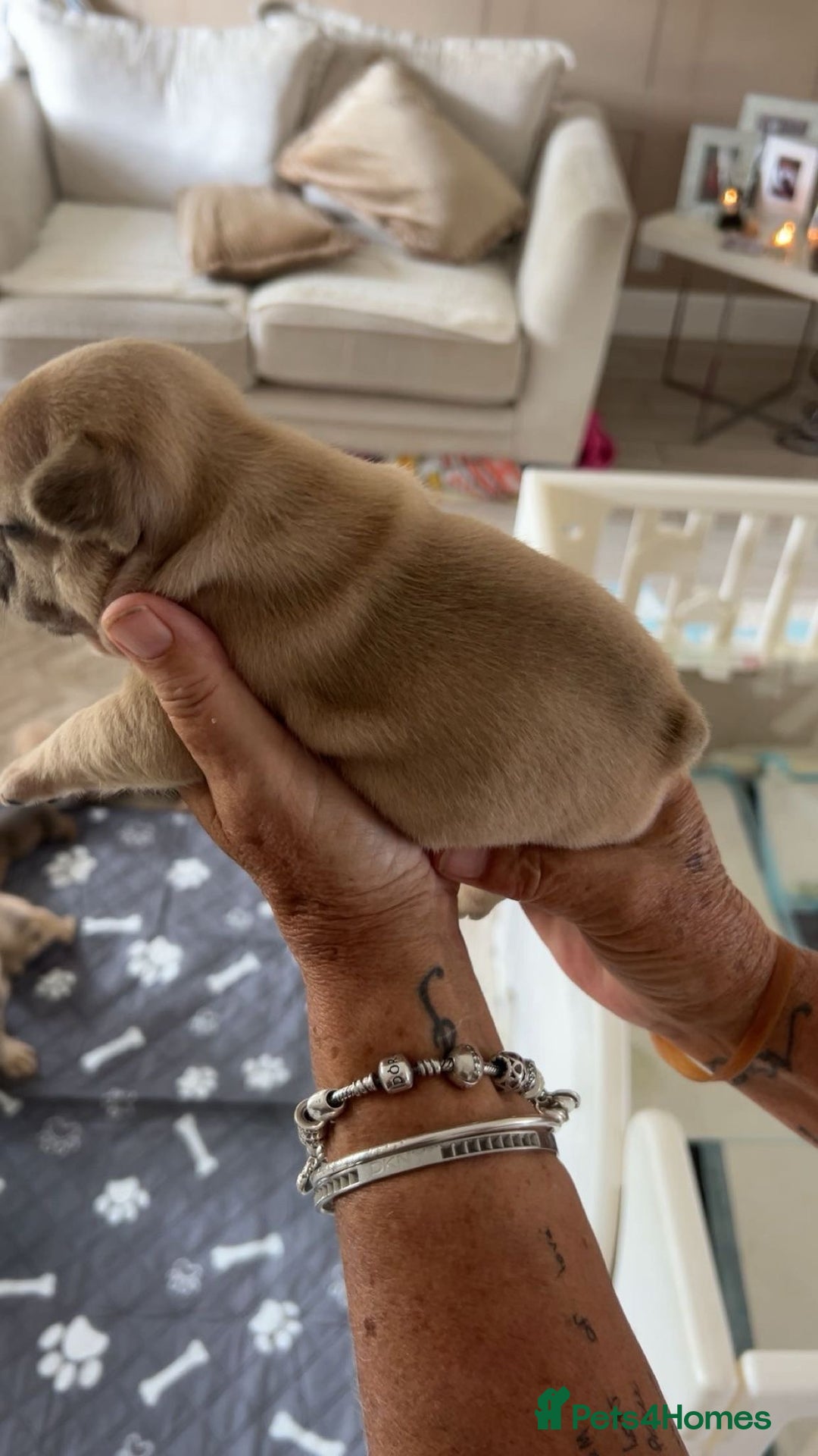 French Bulldog dogs for sale: French Bulldog puppies - Image 27