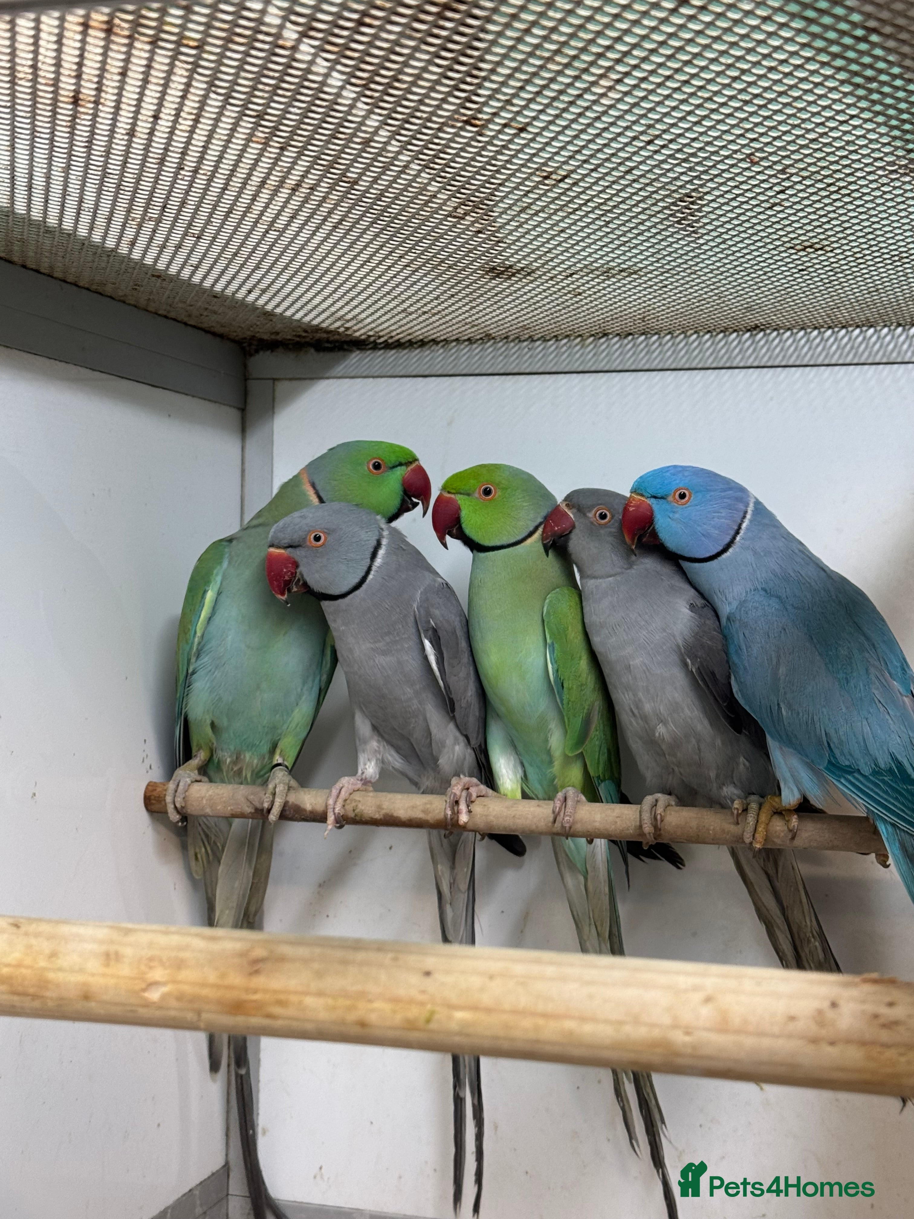 Parrots birds Mutation Ringnecks - Advert 18