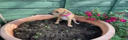 Italian Greyhound dogs for sale: Royal kennel club registered  - Advert 38