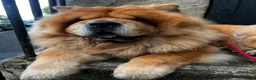 Chow Chow dogs for sale: Beautiful unspayed female chow chow - 4 years old - Advert 6
