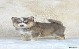Pomsky dogs for sale: Stunning blue eyes f3 Pomsky puppies for sale - Advert 32