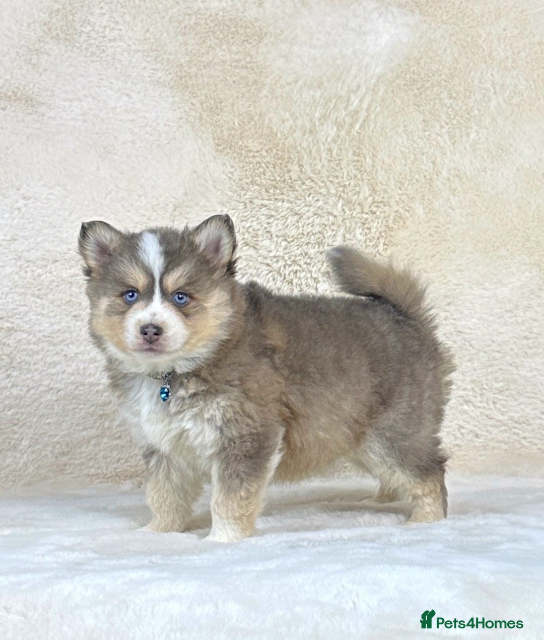 Pomsky dogs for sale: Stunning blue eyes f3 Pomsky puppies for sale - Advert 32