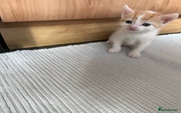 British Shorthair cats for sale: Shorthairs Uk Cat  - Image 18