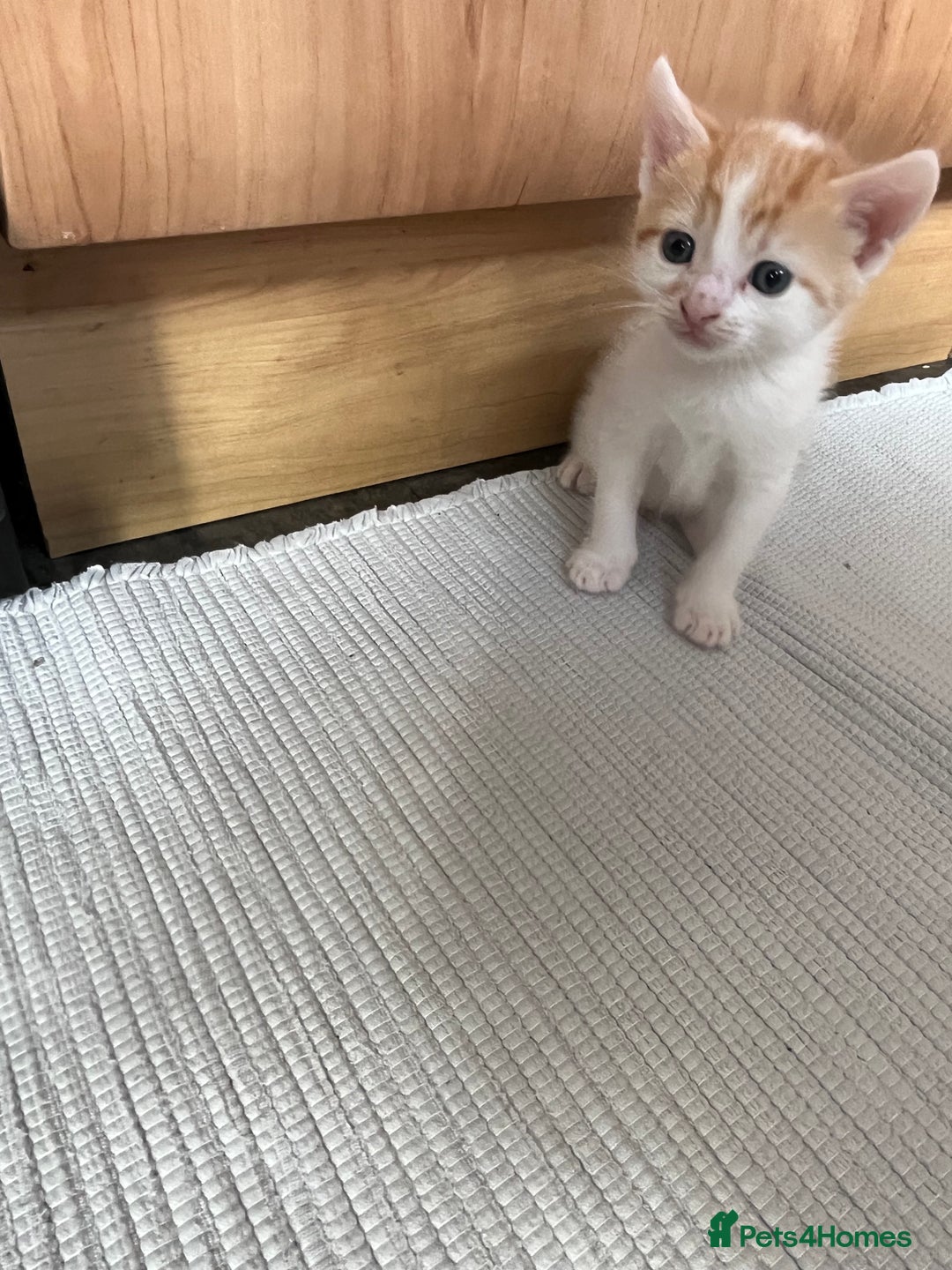British Shorthair cats for sale: Shorthairs Uk Cat  - Image 18