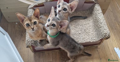 Abyssinian cats - Advert 5
