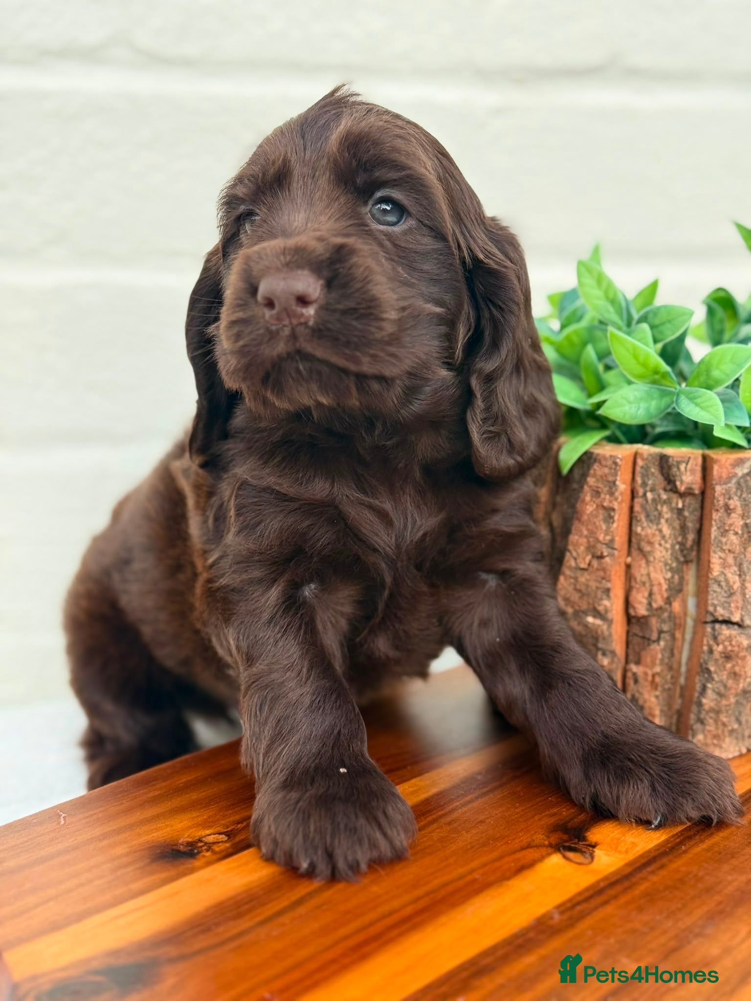 Cocker Spaniel dogs Show type cocker spaniels  - Advert 5