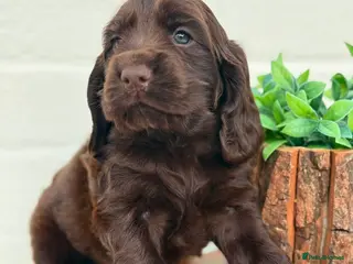 Cocker Spaniel dogs Show type cocker spaniels - Advert 5
