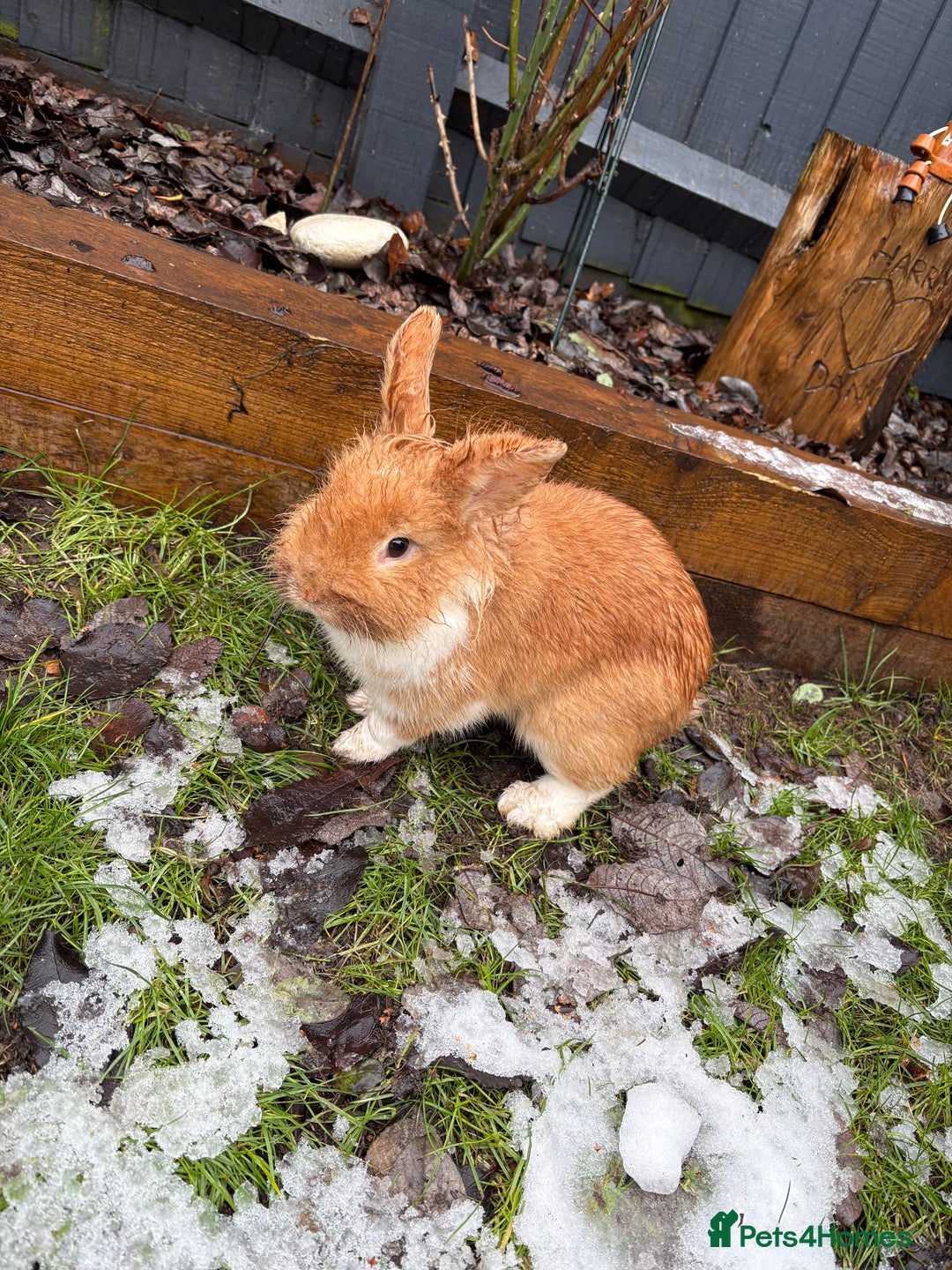 Lionhead rabbits for sale: Two male lionhead rabbits and cage - Advert 4