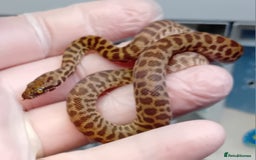 Python Snake reptiles for sale: Children's Python's Males and Females - Image 7