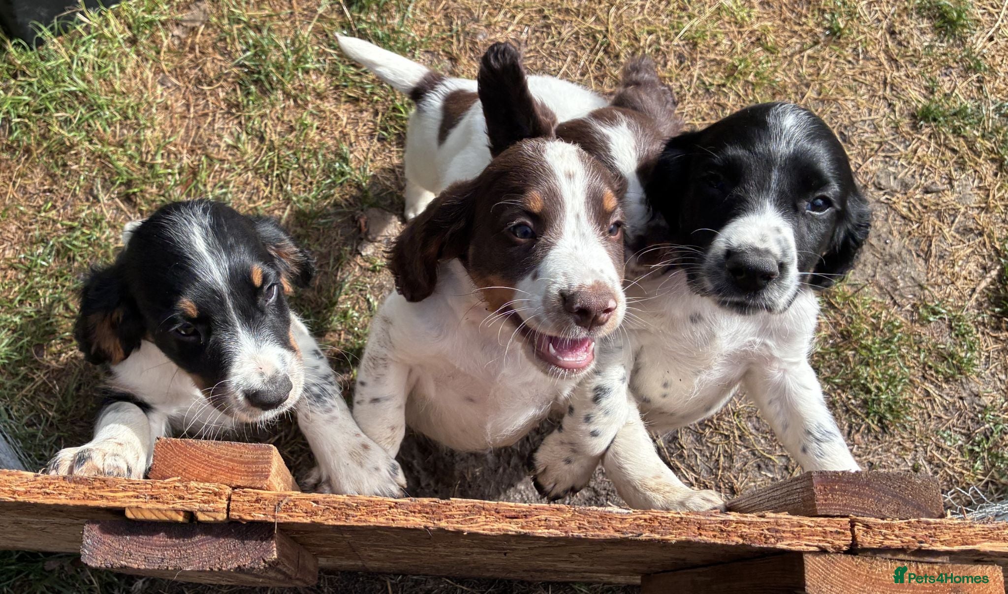 English Springer Spaniel dogs ENGLISH SPRINGER SPANIEL PUPPIES - Advert 2