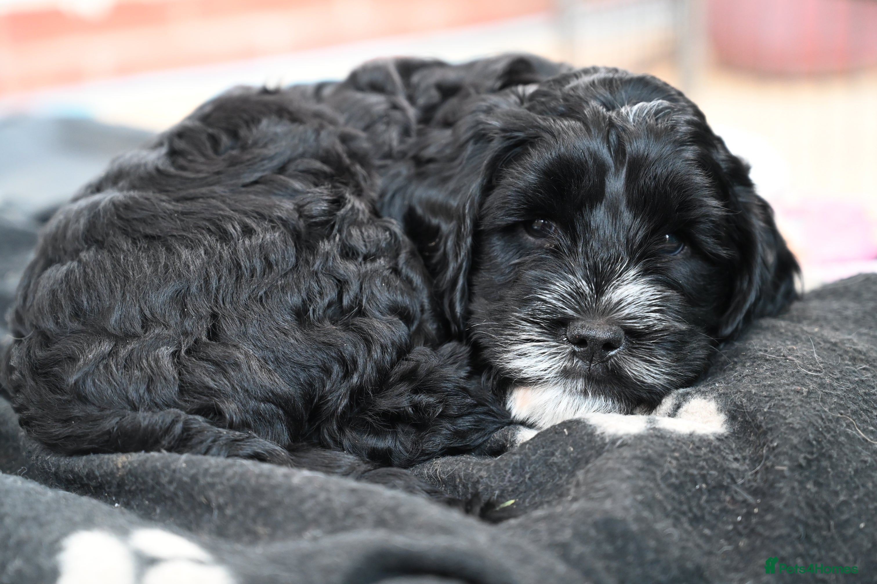 Cockapoo dogs 🌟 Vet-Checked F2 Cockapoo Girls – Ready 24 July🐾 - Advert 2