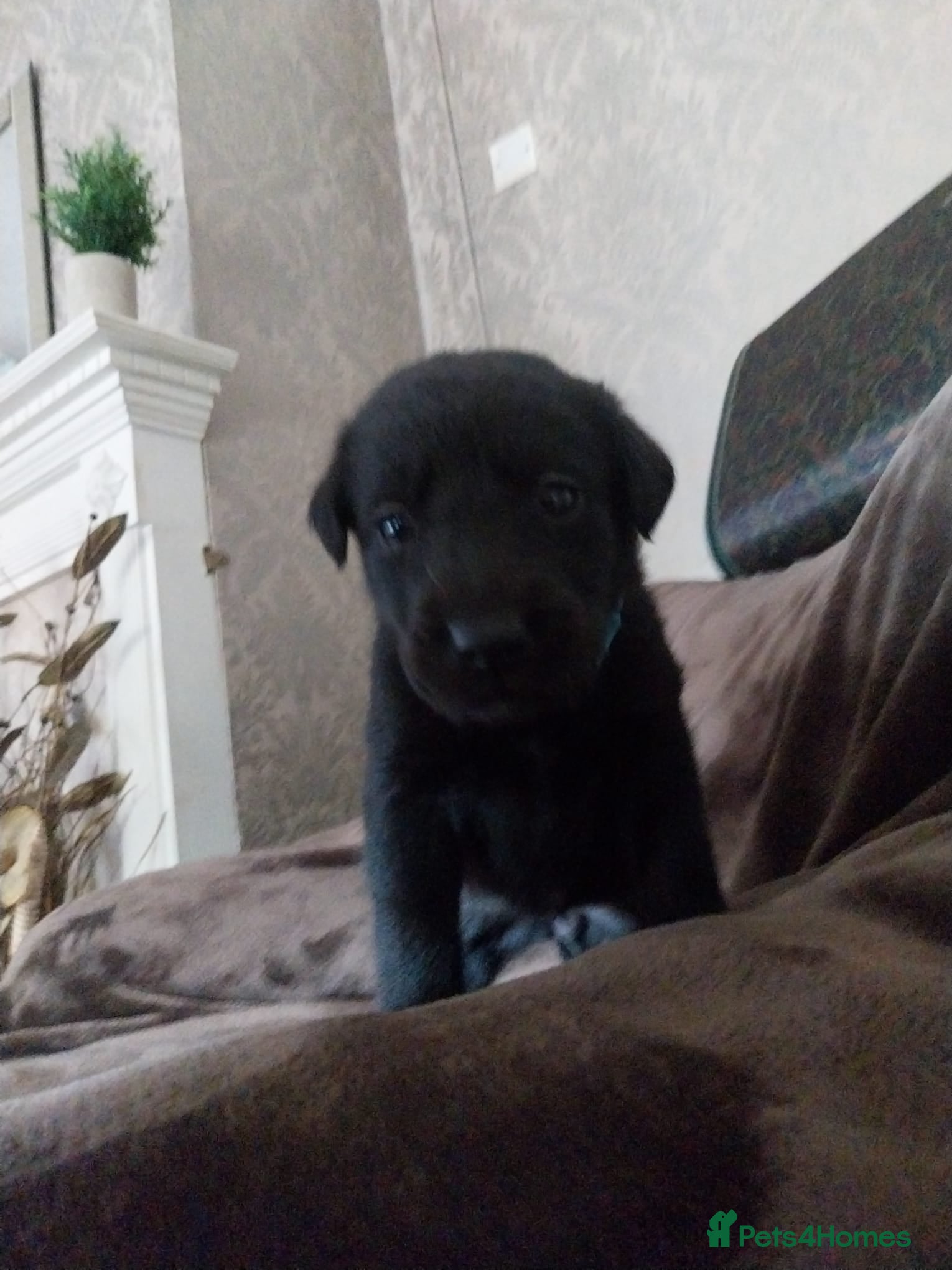 Labrador Retriever dogs 6 stunning puppies - Advert 16