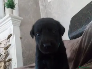 Labrador Retriever dogs 6 stunning puppies - Advert 16