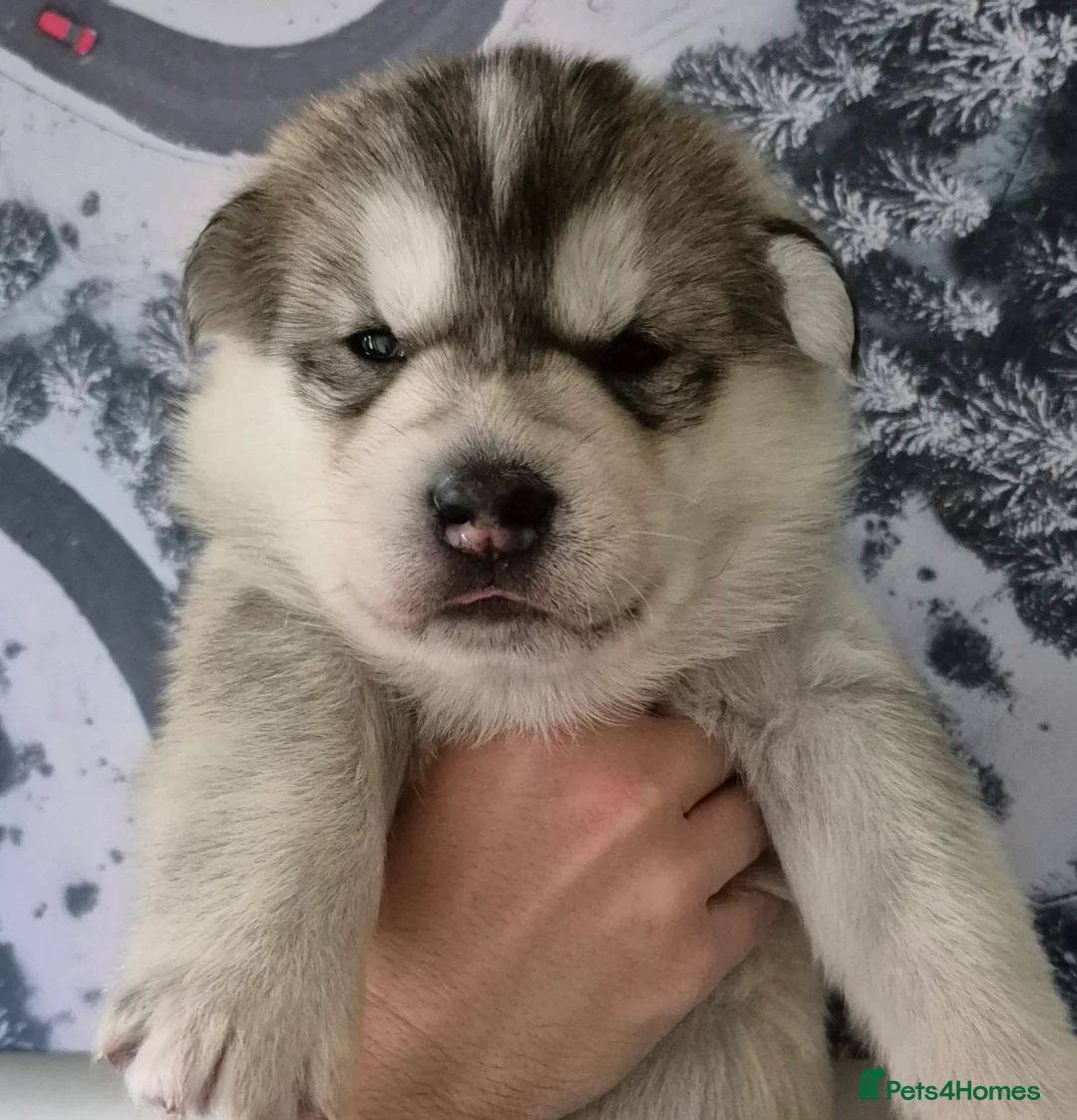 Alaskan Malamute dogs for sale: Alaskan Malamute x Siberian Husky Fluffy Puppy - Advert 14