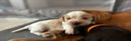 Cocker Spaniel dogs for sale: Stunning Working Cocker Spaniels  - Advert 22