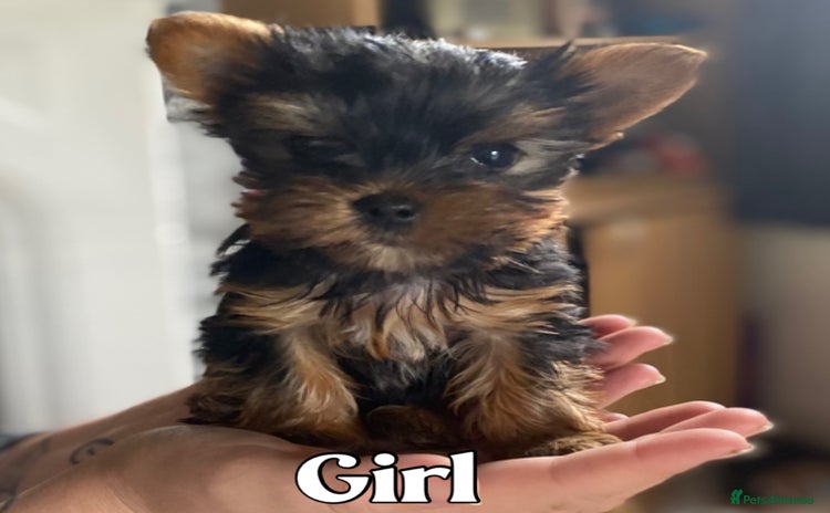 Yorkshire Terrier dogs - Advert 1