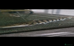 Other/Mixed Breed fish for sale: Albino arowana, redtail catfish, oscars, and more - Image 5