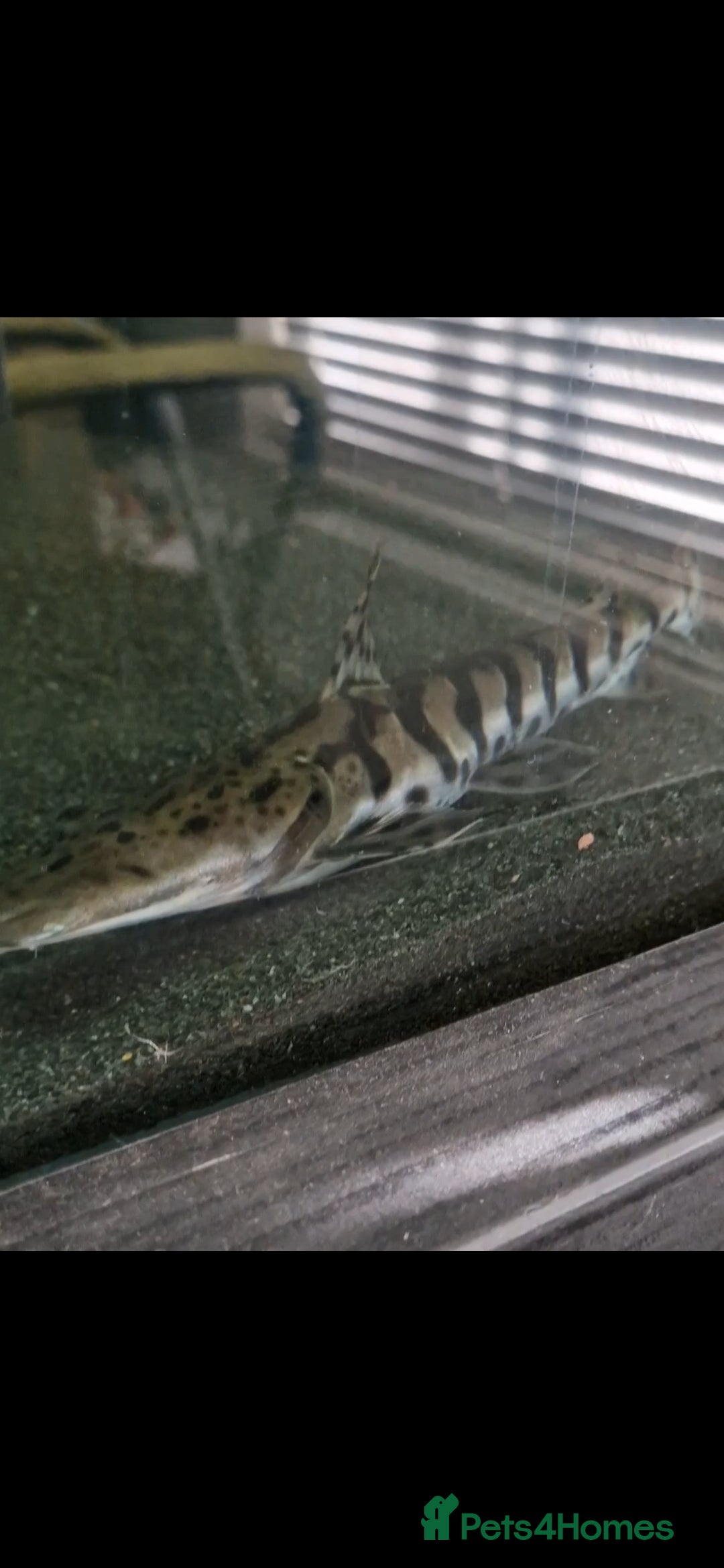 Other/Mixed Breed fish for sale: Albino arowana, redtail catfish, oscars, and more - Image 5