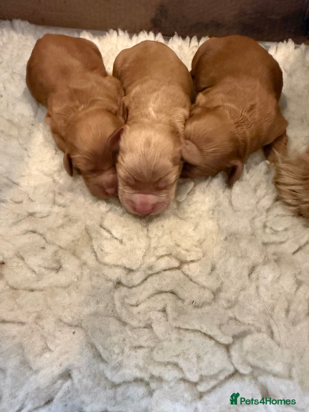 Cocker Spaniel dogs for sale: KC working cocker spaniels for sale  - Advert 8