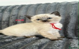 Ragdoll cats for sale: 5 Adorable Ragdoll Kittens🐾 - Image 11