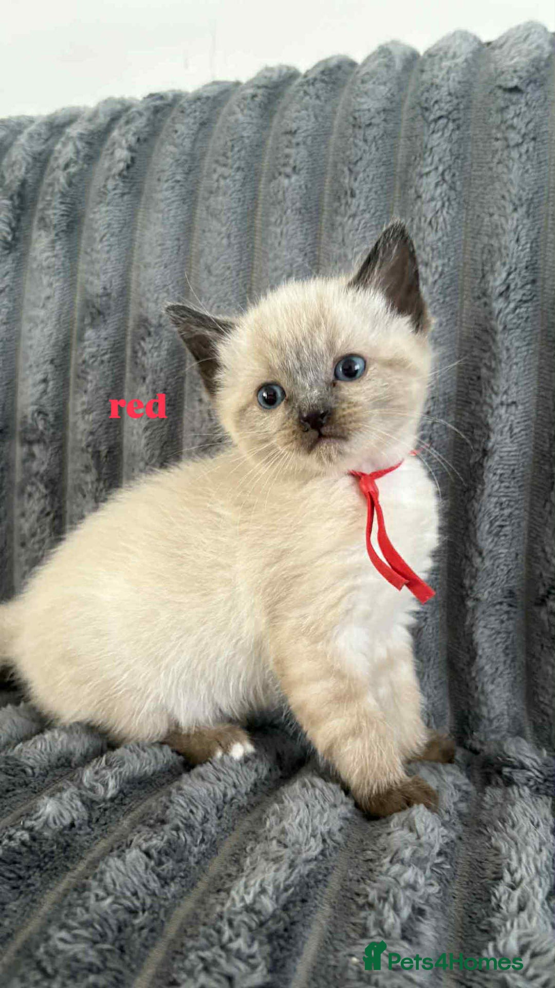 Ragdoll cats for sale: 5 Adorable Ragdoll Kittens🐾 - Image 11