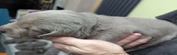 Labrador Retriever dogs for sale: Silver Labrador  - Advert 5