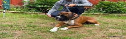 Boxer dogs for stud: PROVEN KC REGISTERED BOXER STUD - Red Flashy Male in London - Advert 2
