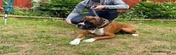 Boxer dogs for stud: PROVEN KC REGISTERED BOXER STUD - Red Flashy Male in London - Advert 2