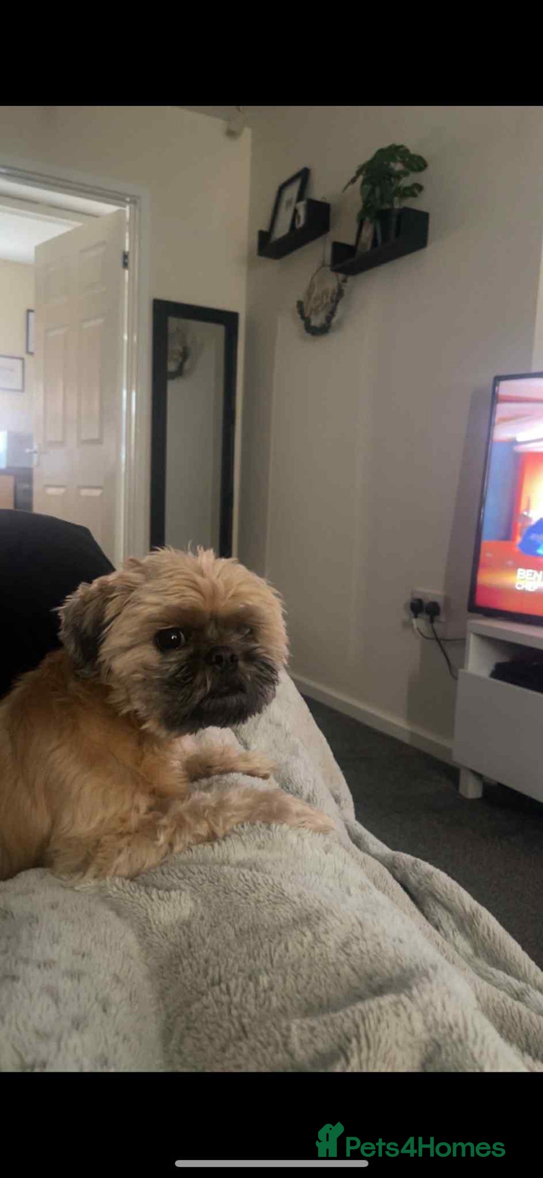 Shih Tzu dogs for sale: Shih tzu older boy - Advert 9