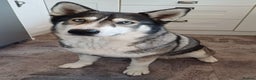 Siberian Husky dogs for sale: Adorable Husky pups for sale  - Advert 5
