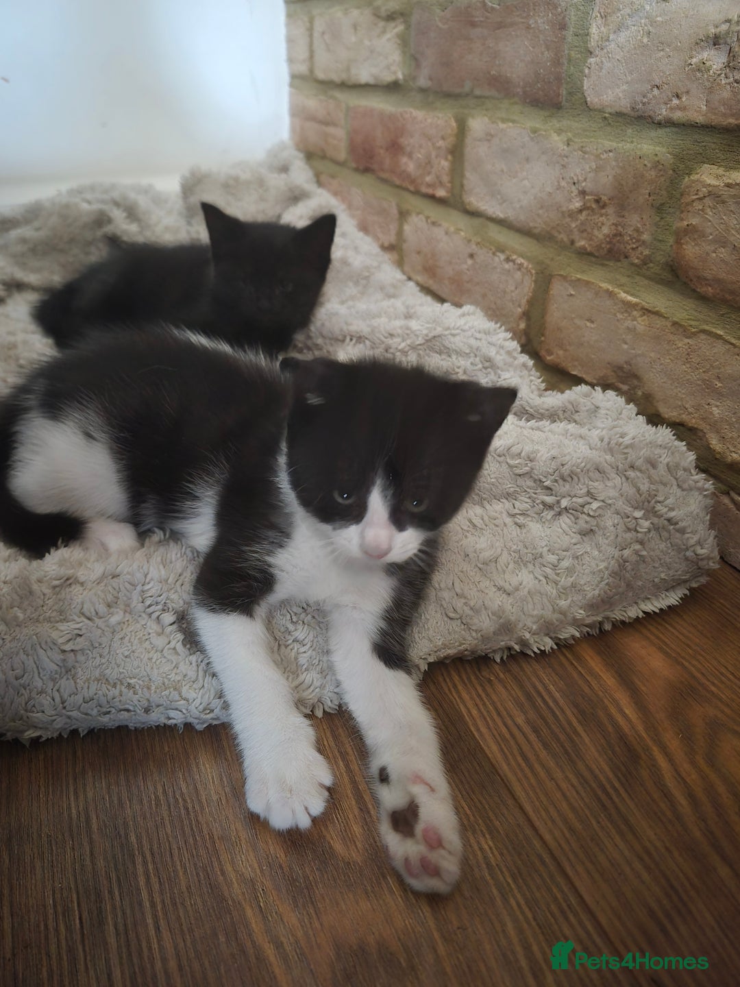 Mixed Breed cats for sale: Kittens - Image 3