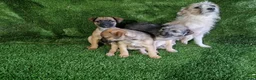 Mixed Breed dogs for sale: Border terrier cross jack russel puppies  - Advert 11