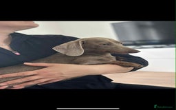Miniature Dachshund dogs for sale: Cream Isabella and Tan Dapple boy - Image 8