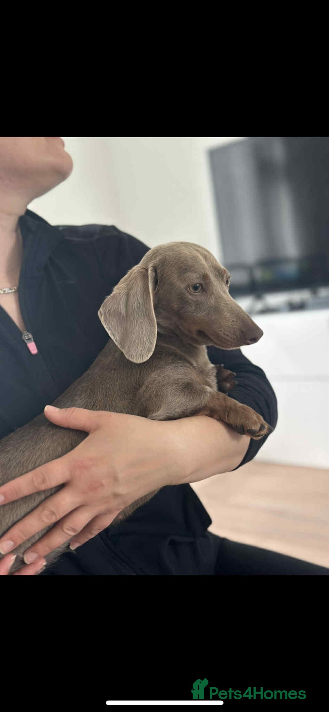 Miniature Dachshund dogs for sale: Cream Isabella and Tan Dapple boy - Image 8