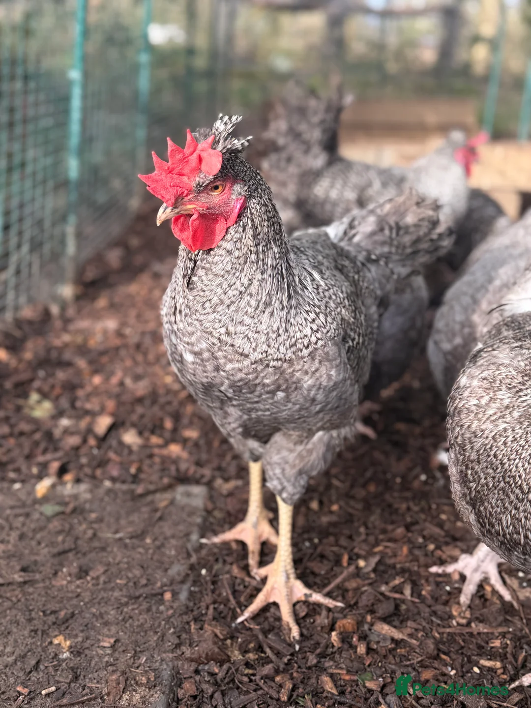 Chickens poultry for sale: Olive Egger Breeding Trios  - Advert 3