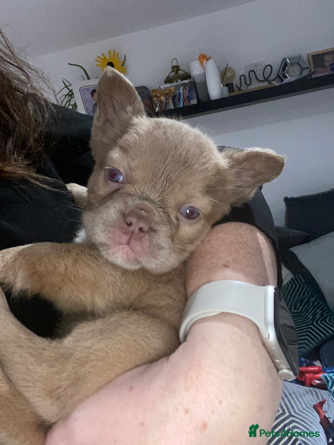 French Bulldog dogs for sale: READY TO LEAVE THIS WEEKEND FLUFFY FRENCH BULLDOGS - Advert 37