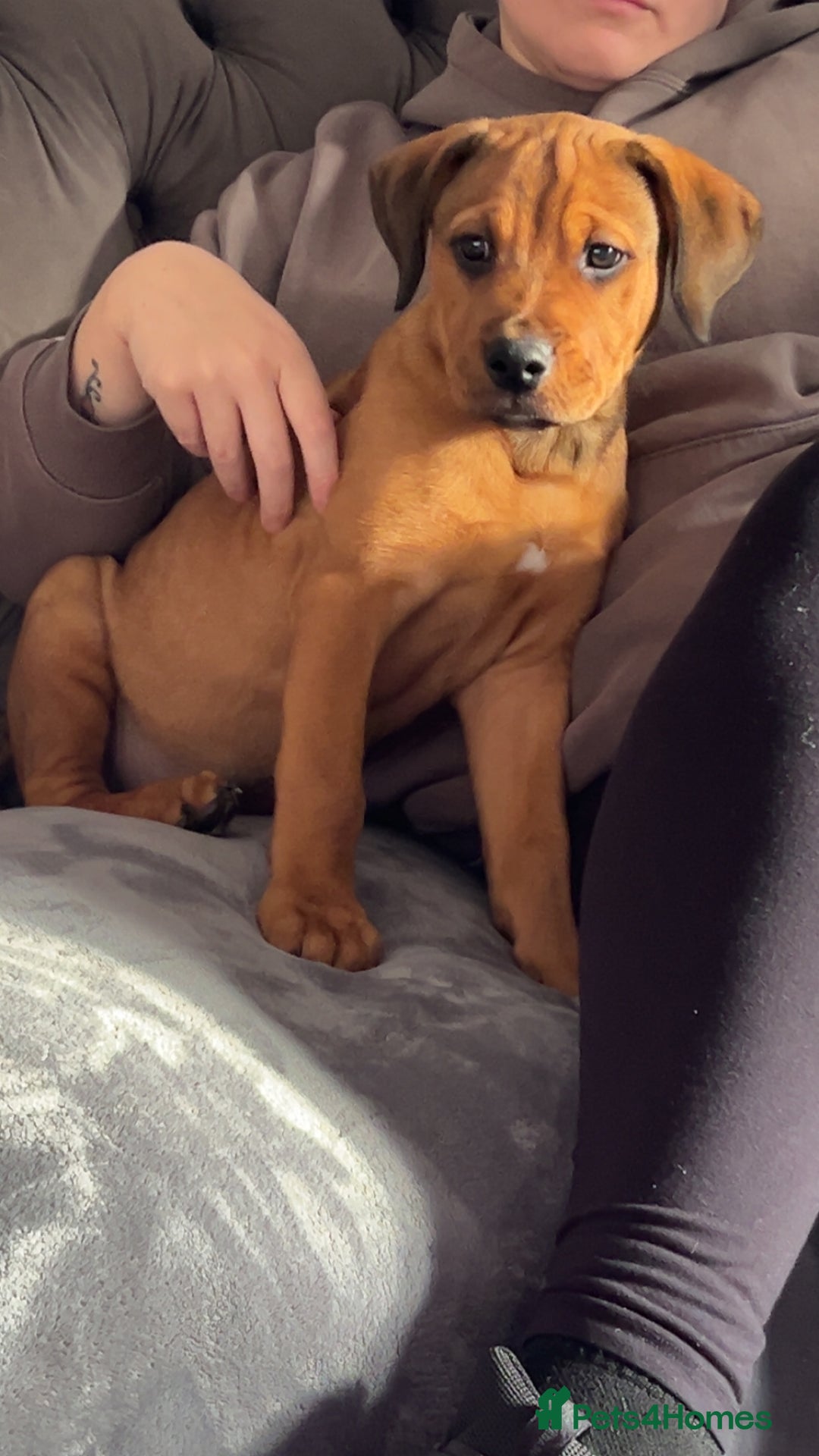 Mixed Breed dogs for sale: 3 beautiful puppies available  - Advert 24