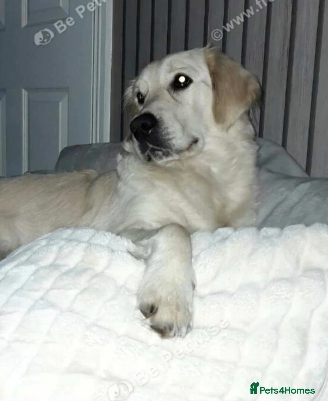 Goldador dogs for sale: READY NOW - Advert 5