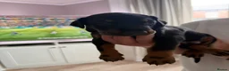 Dobermann dogs for sale: Doberman puppies boys only - Advert 4