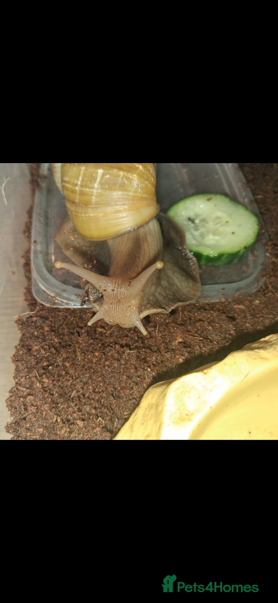 Snails invertebrates Baby giant african snails  - Advert 13