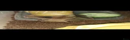Snails invertebrates for sale: Baby giant african snails  - Advert 1